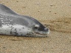 Hydrurga leptonyx
