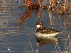 Phalaropus lobatus