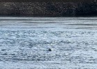 Lontra provocax