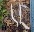 Cortinarius gracilentus