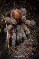 Hapalotremus chasqui