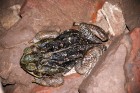 Rhinella schneideri