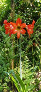 Hippeastrum aglaiae