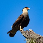 Caracara plancus