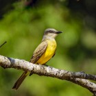 Tyrannus melancholicus