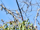 Empidonomus varius