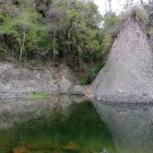 Pitcairnia oranensis