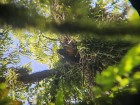 Spizaetus isidori