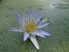 Nymphaea caerulea