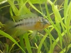 Apistogramma borellii