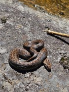 Tachymenis peruviana