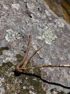 Tachymenis peruviana