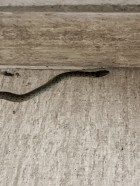 Erythrolamprus ceii