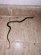 Erythrolamprus ceii