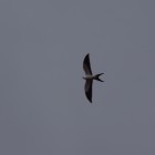 Elanoides forficatus