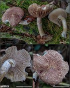Stropharia misionensis