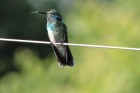 Colibri serrirostris