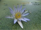 Nymphaea caerulea
