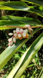 Alpinia zerumbet