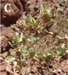 Atriplex quixadensis