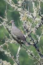 Patagioenas fasciata