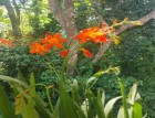 Crocosmia crocosmiiflora