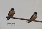 Hirundo rustica