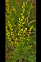 Dioscorea reticulata