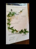 Dioscorea reticulata