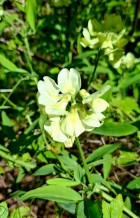 Lathyrus cabrerianus
