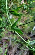 Lathyrus cabrerianus