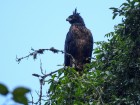 Spizaetus isidori
