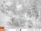Puma concolor