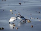 Calidris alba