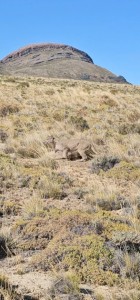 Puma concolor