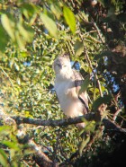 Spizaetus isidori