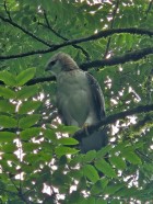Spizaetus isidori