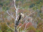 Accipiter chilensis