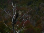 Accipiter chilensis