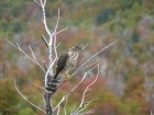 Accipiter chilensis