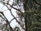 Spizaetus isidori