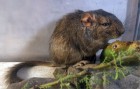 Apnoctomys conicetorum