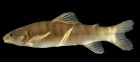 Characidium lilloi