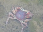 Zilchiopsis collastinensis