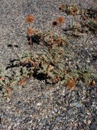 Acaena magellanica