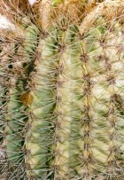 Acanthocalycium spiniflorum