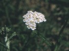 Achillea millefolium