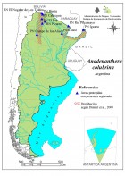 Anadenanthera colubrina