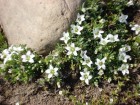 Arenaria serpens