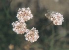 Armeria maritima